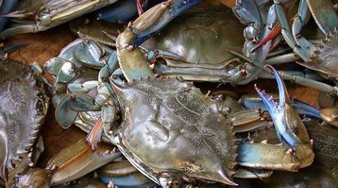Outer Banks Local Bue Crabs / Jimmys