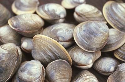 Clams on the Outer Banks at Ten O Six Beach Road Bistro